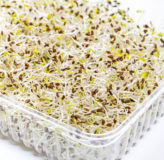 Alfalfa Sprouts (Lucerne) in a tray