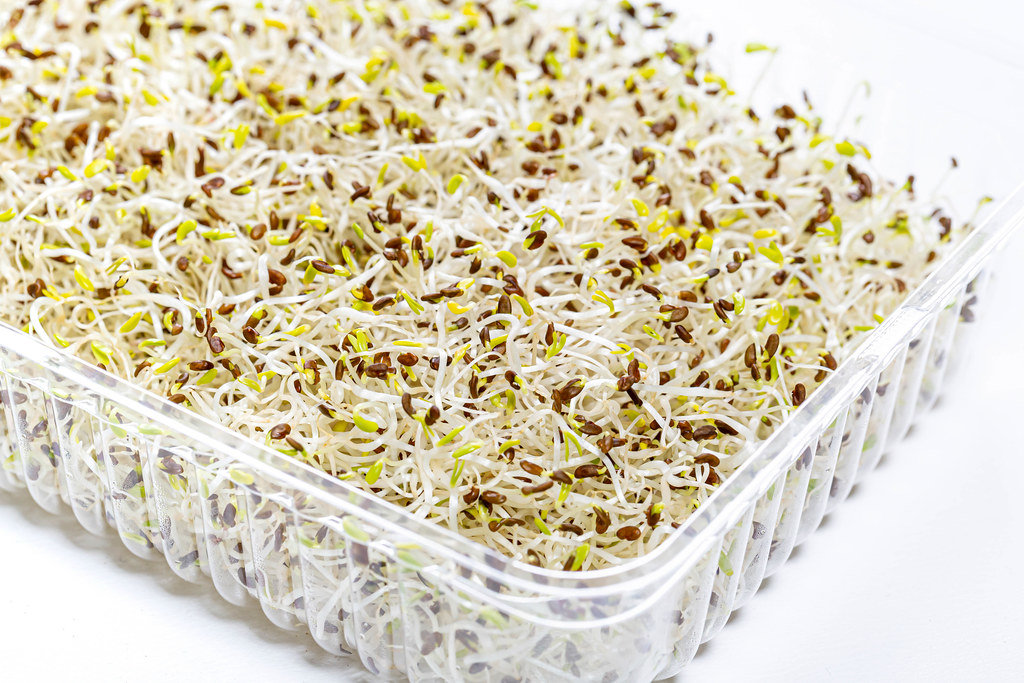 Alfalfa Sprouts (Lucerne) in a tray