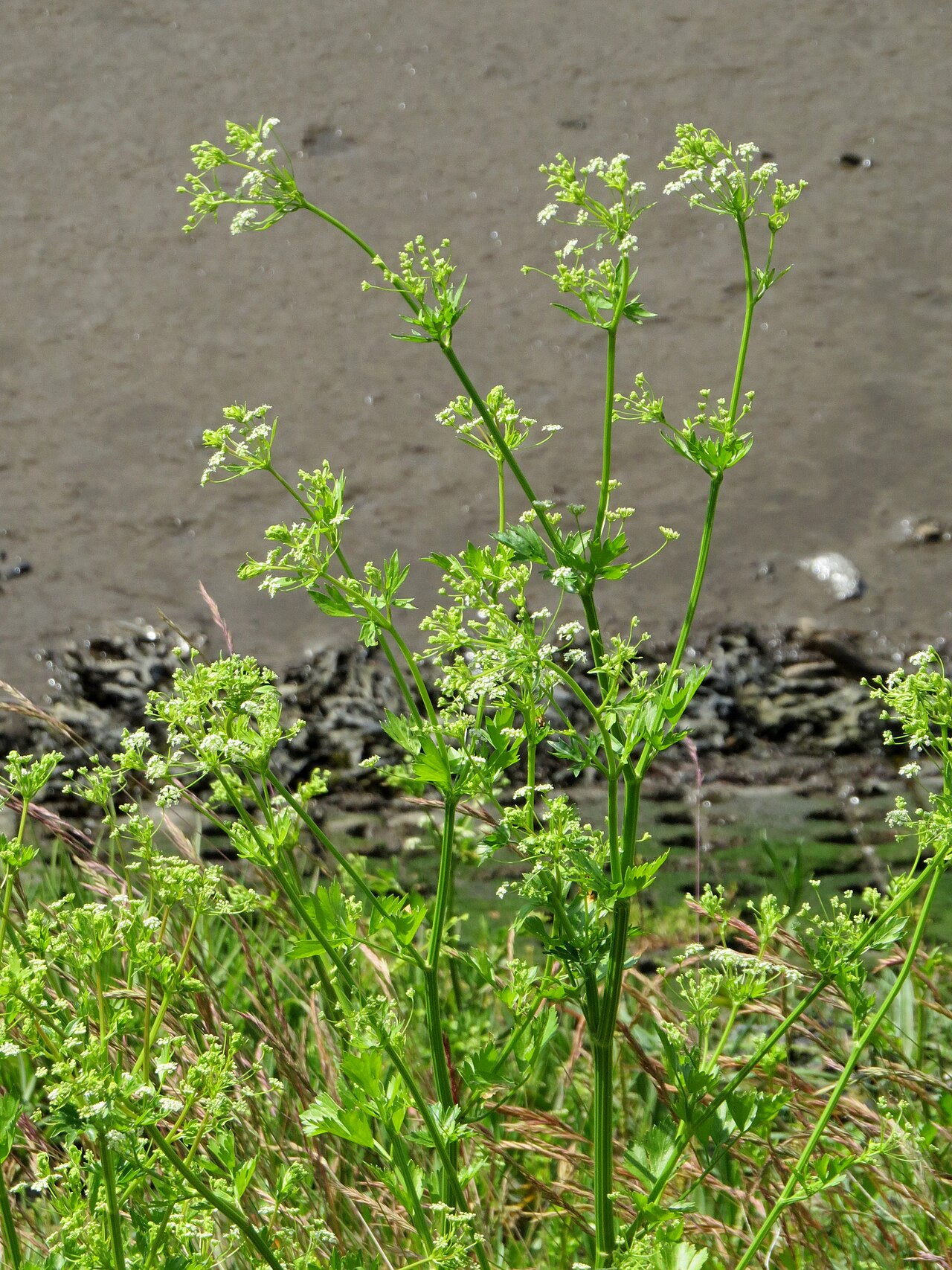 023-06-22 Apium graveolens (Wild Celery), Elswick, Northumberland 4.jpg