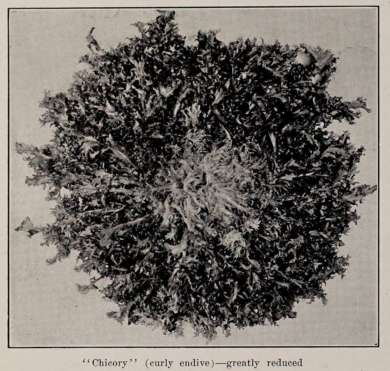 Chicory" (curly endive), photo from The Encyclopedia of Food by Artemas Ward.jpg