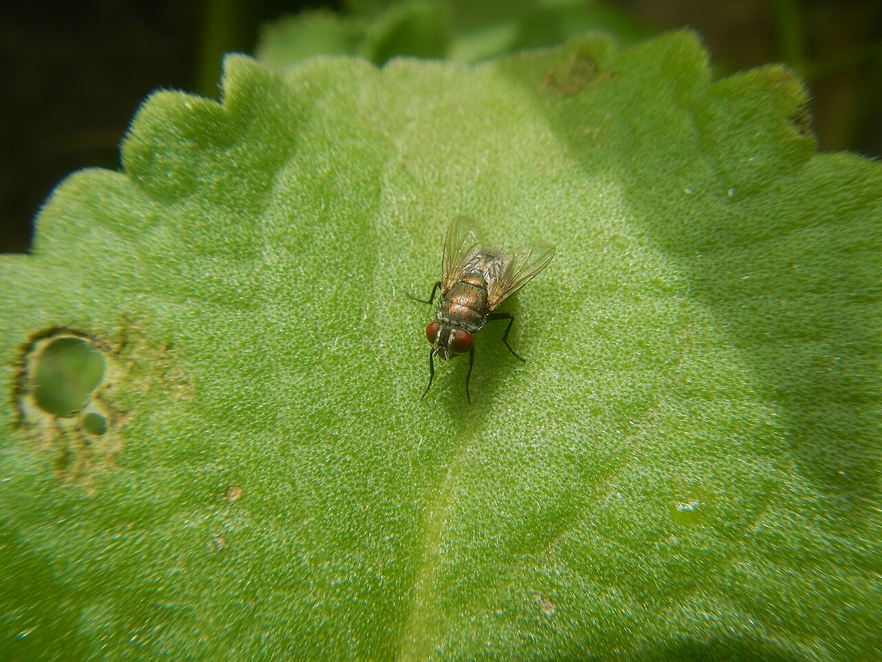 608Common houseflies on Oregano 05.jpg