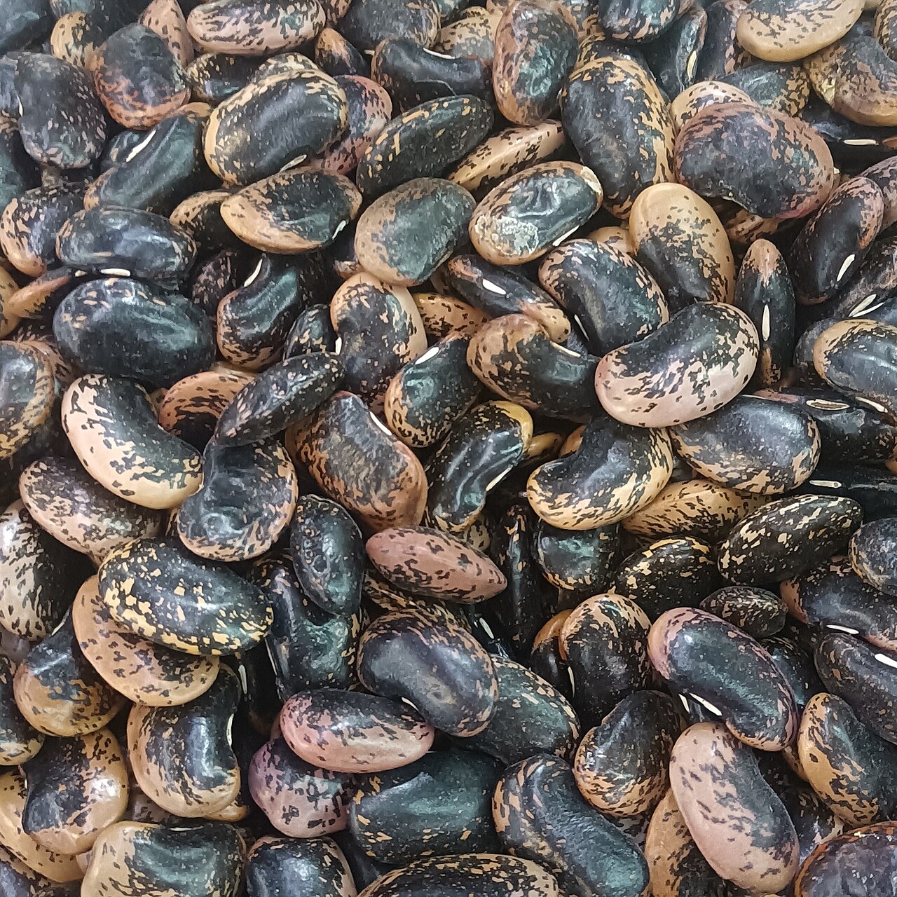 lack kidney beans (2).jpg