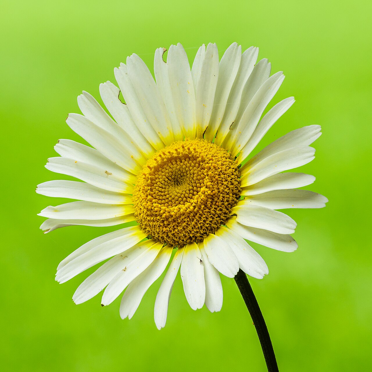 loem van Anthemis lemon. 18-06-2024. (d.j.b).jpg