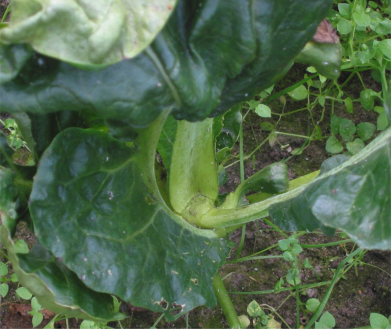 raaihartigheid bij bloemkool (Contarinia nasturtii damage on cauliflower).jpg