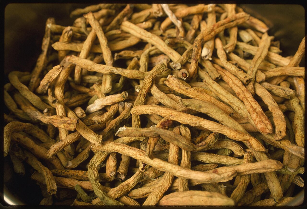 ried green beans (known as Leather Britches or shucky beans).jpg