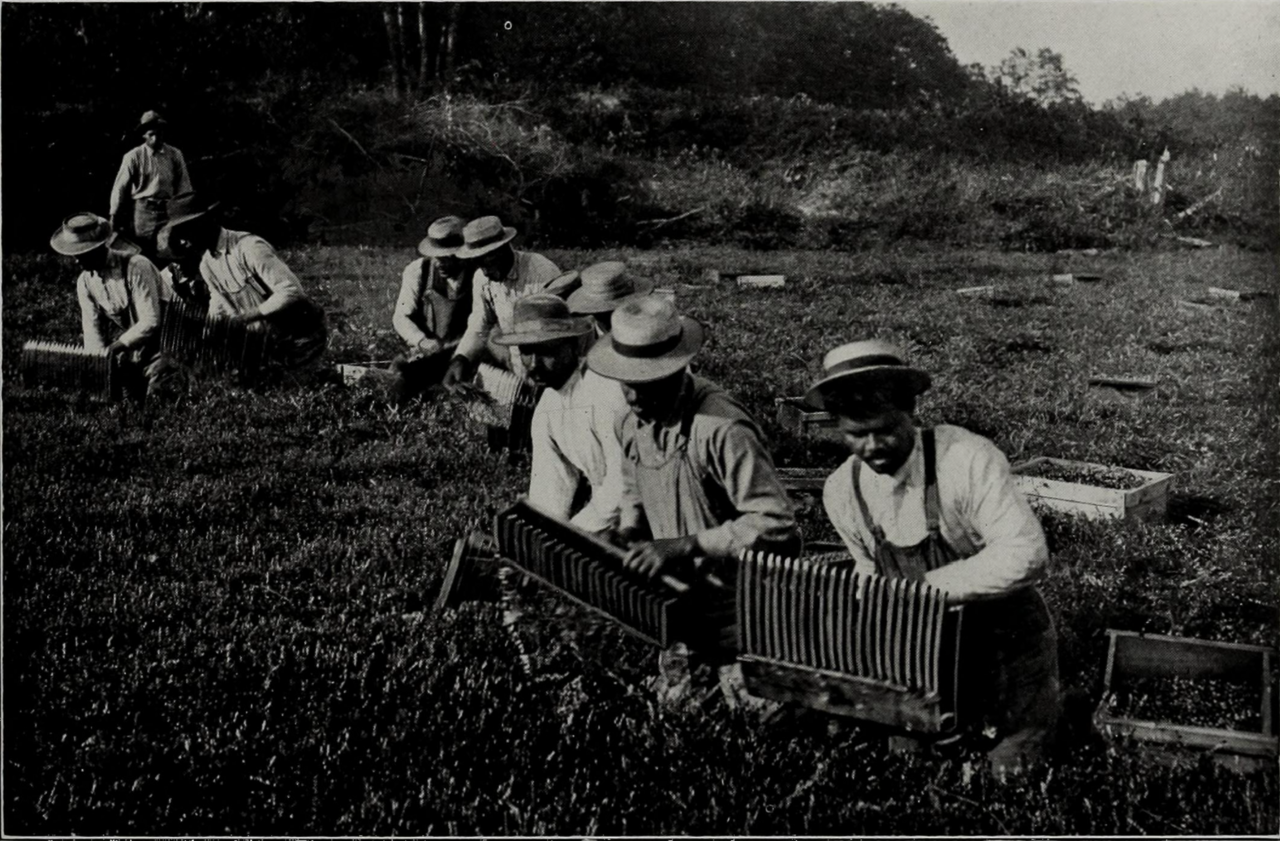 athering cranberries near Cape Cod, Massachusetts.png