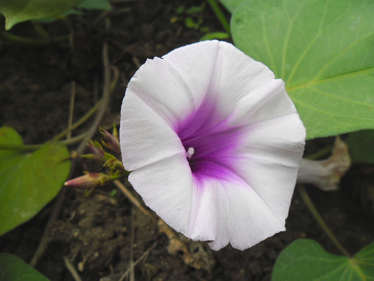 pomoea batatas (Sweet Potato) Flower.jpg