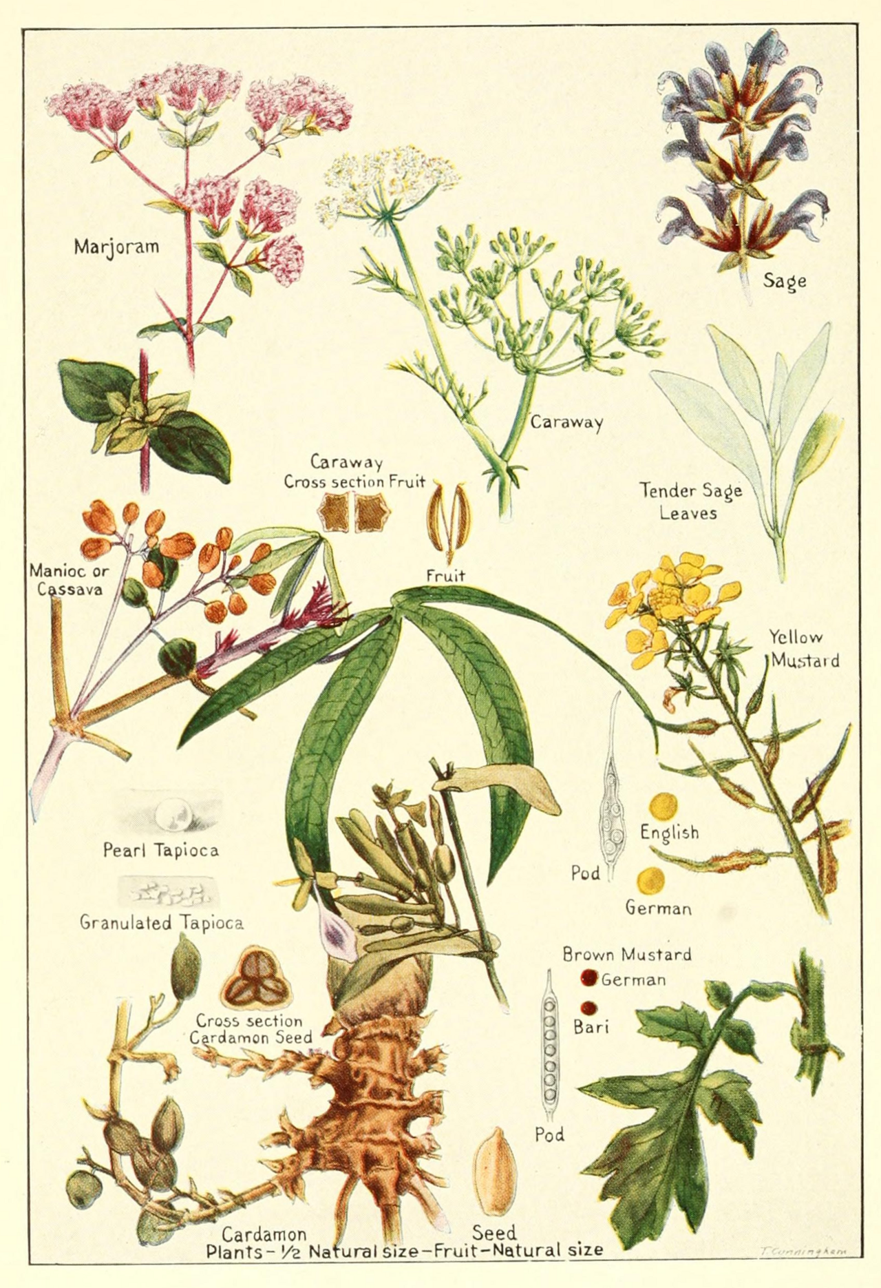 arjoram-sage-mustard-etc.png