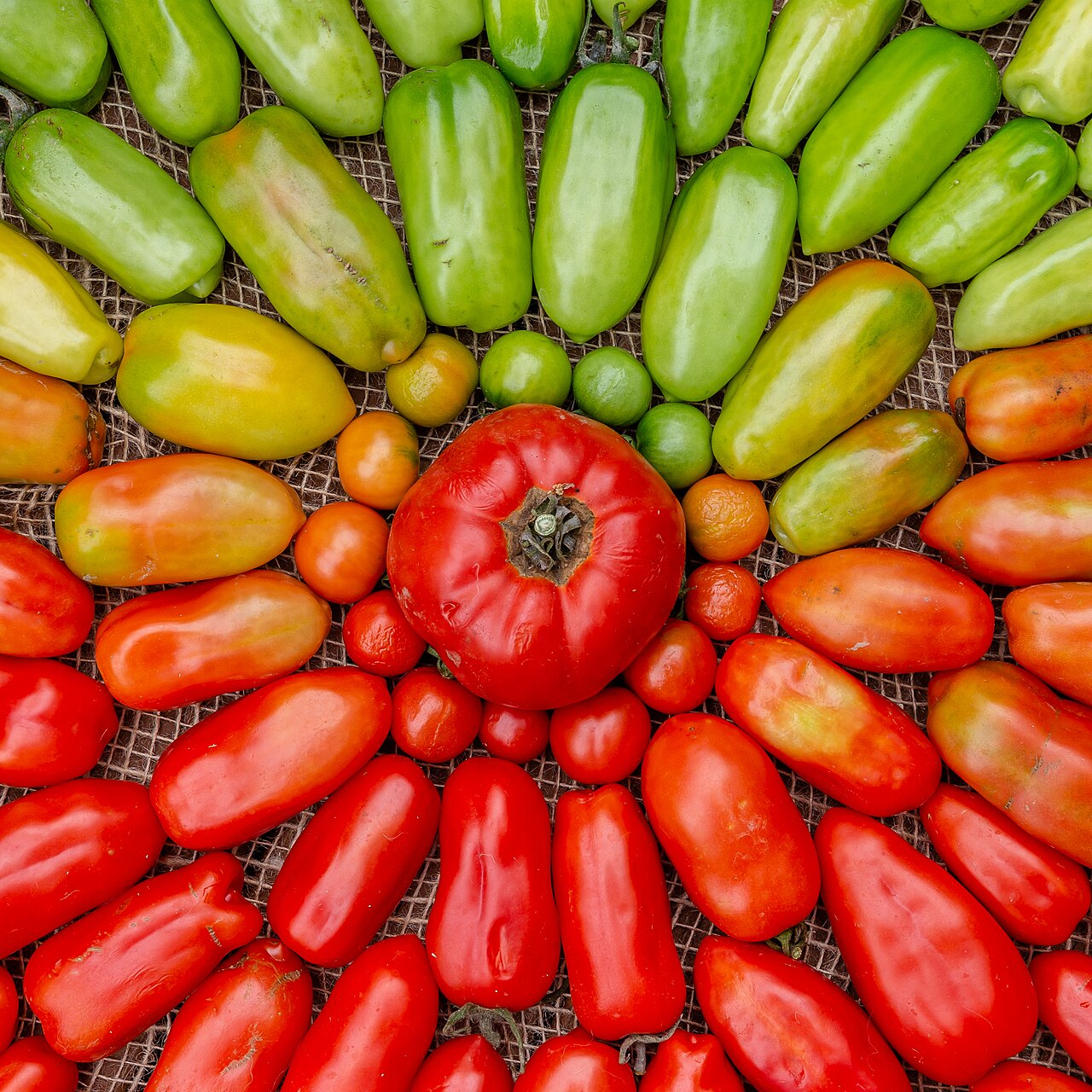 rganic home-grown tomatoes - unripe to ripe.jpg