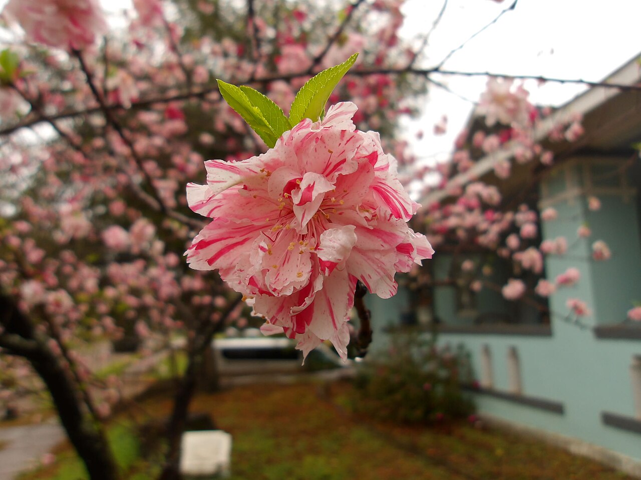 eppermint Flowering Peach Tree (Prunus persica 'Peppermint').jpg