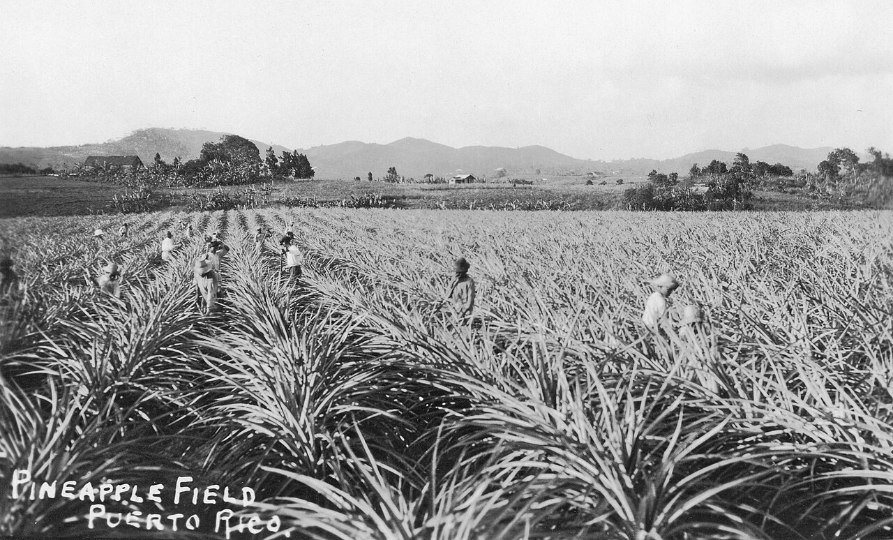 uerto Rico - Pineapple field.jpg