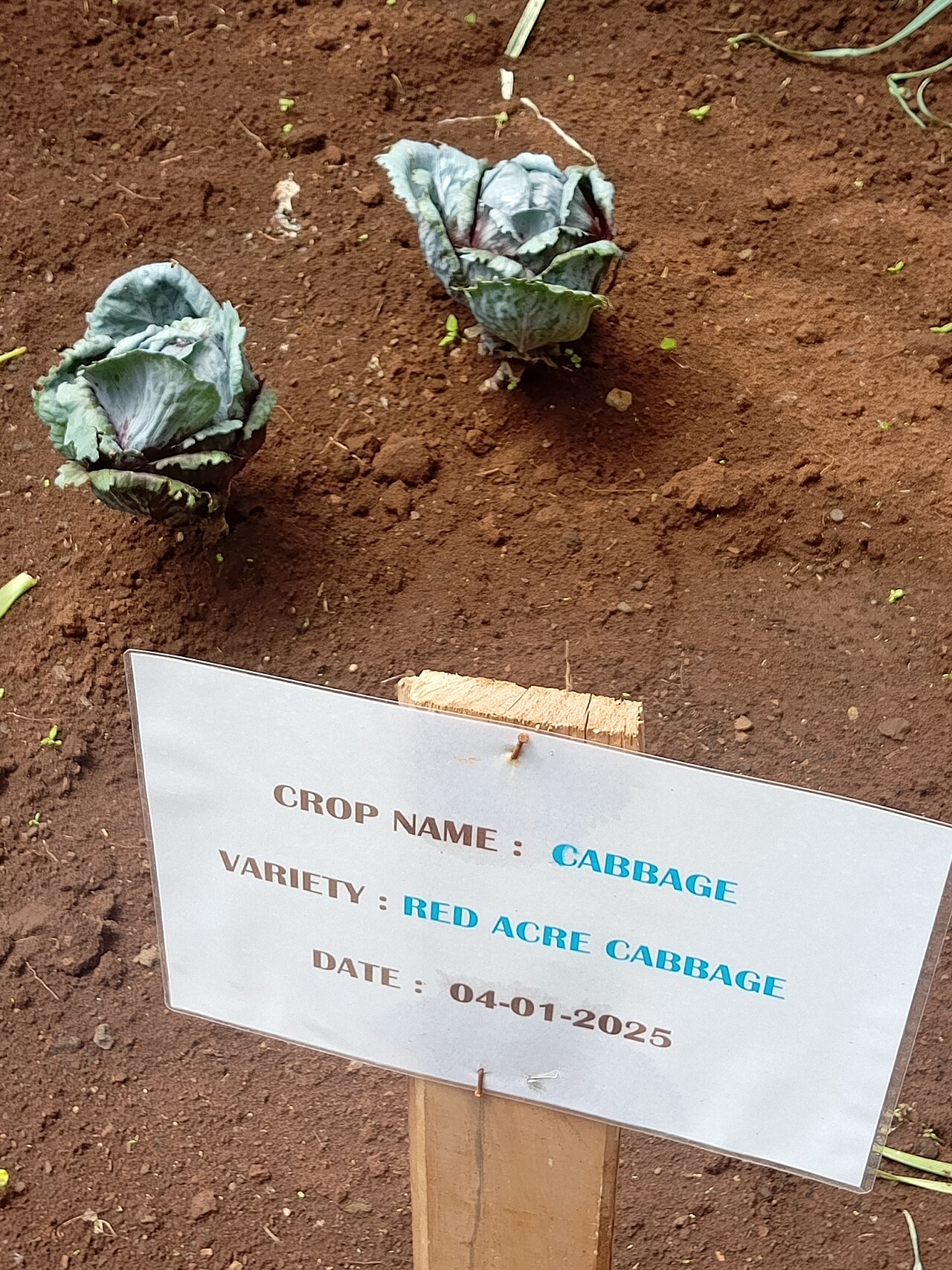 ed Acre Cabbage 05.jpg
