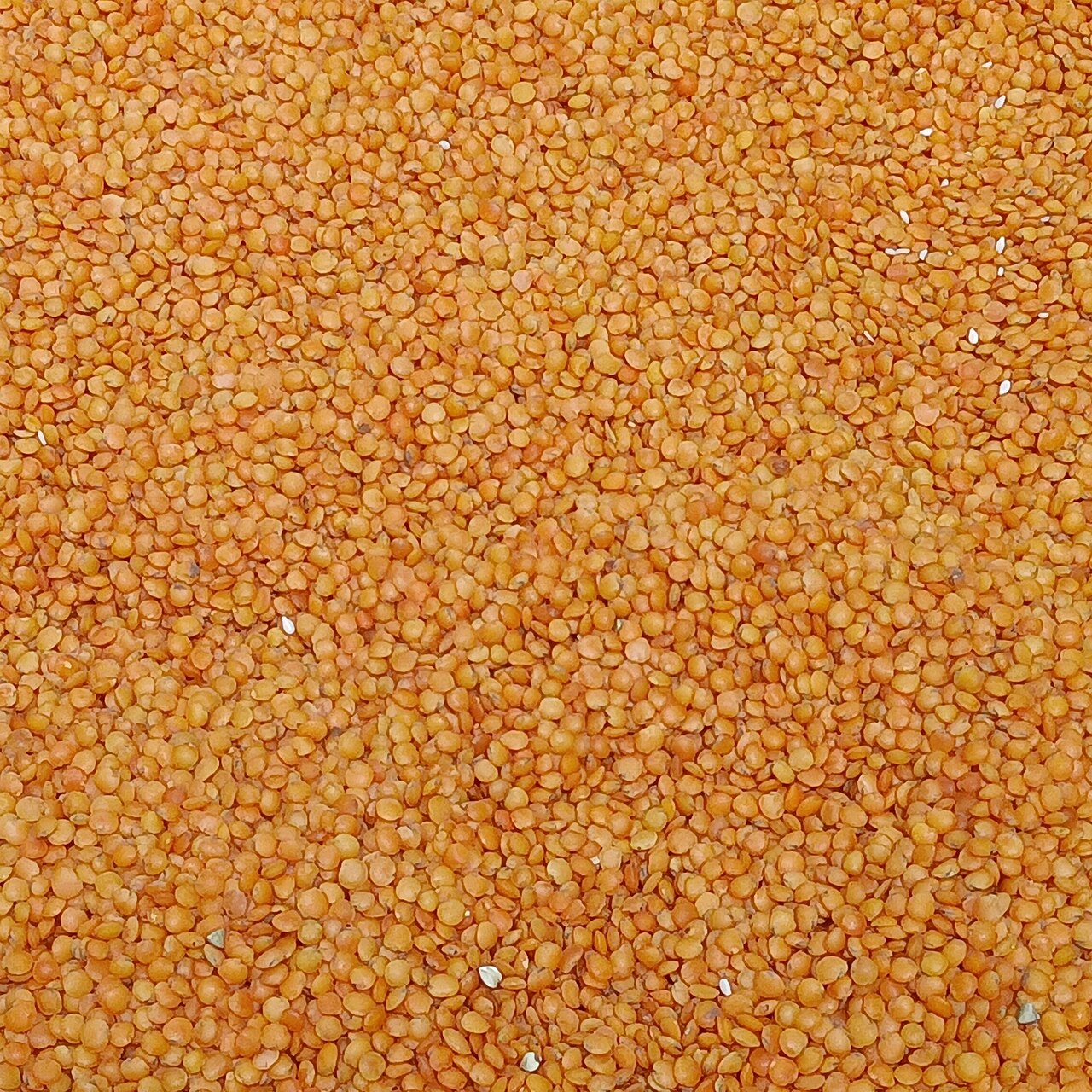 ed lentils (1).jpg