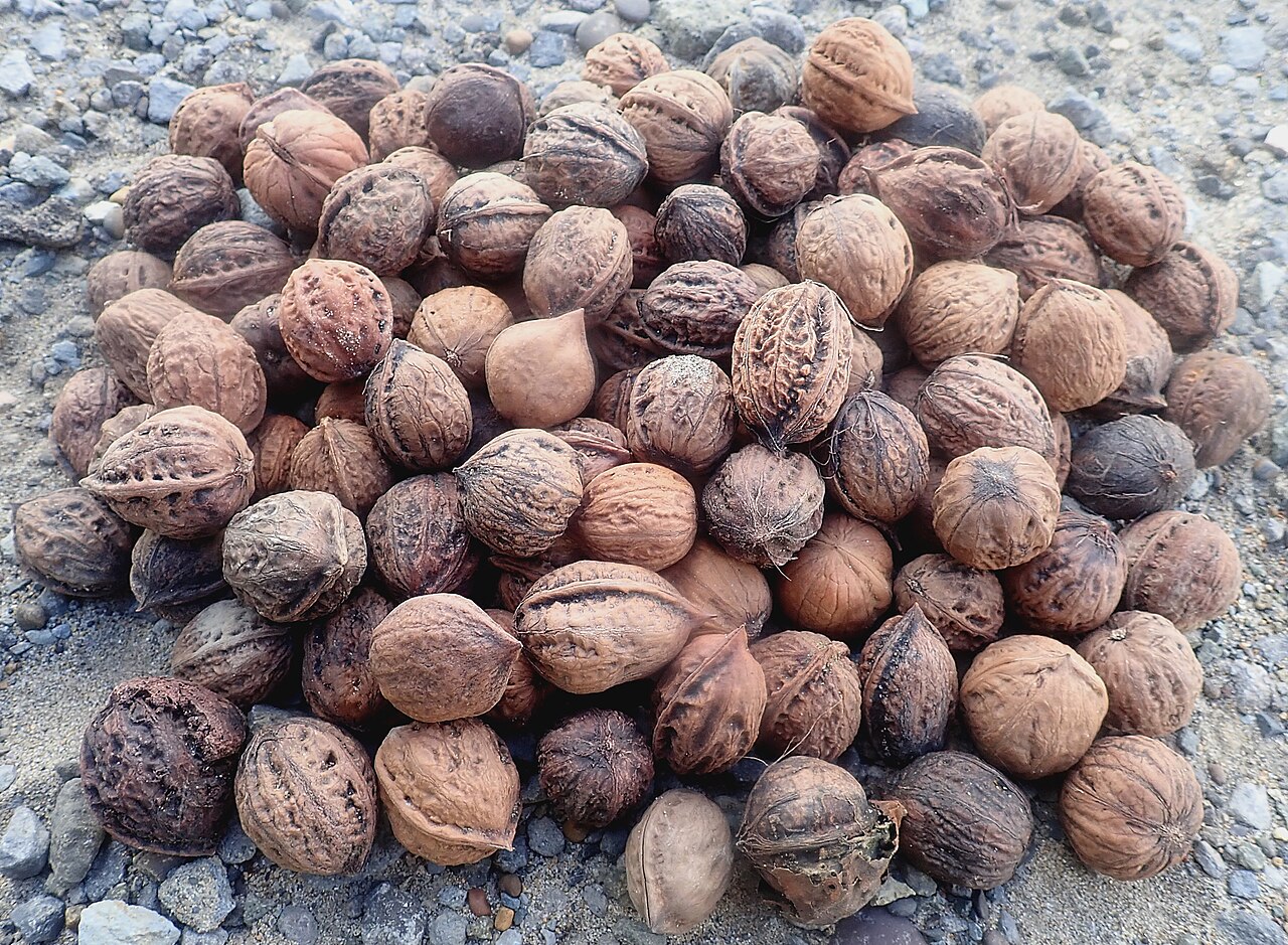 ettled on the coast Black walnut PA160575.jpg
