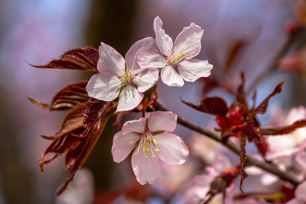 hree pink cherry blossoms in Tuntorp.jpg