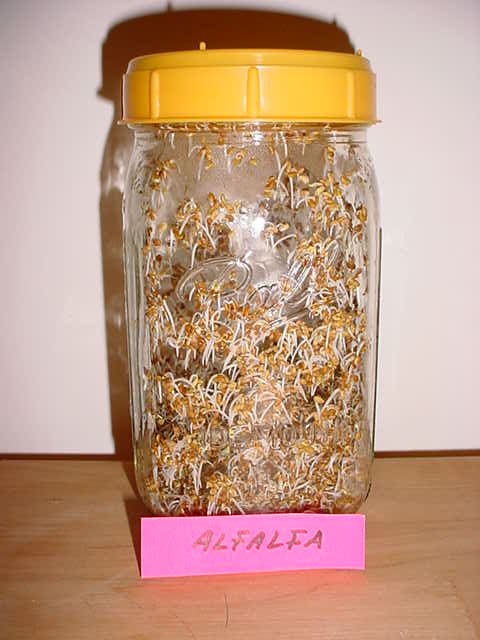 lfalfaSproutsJar2.jpg
