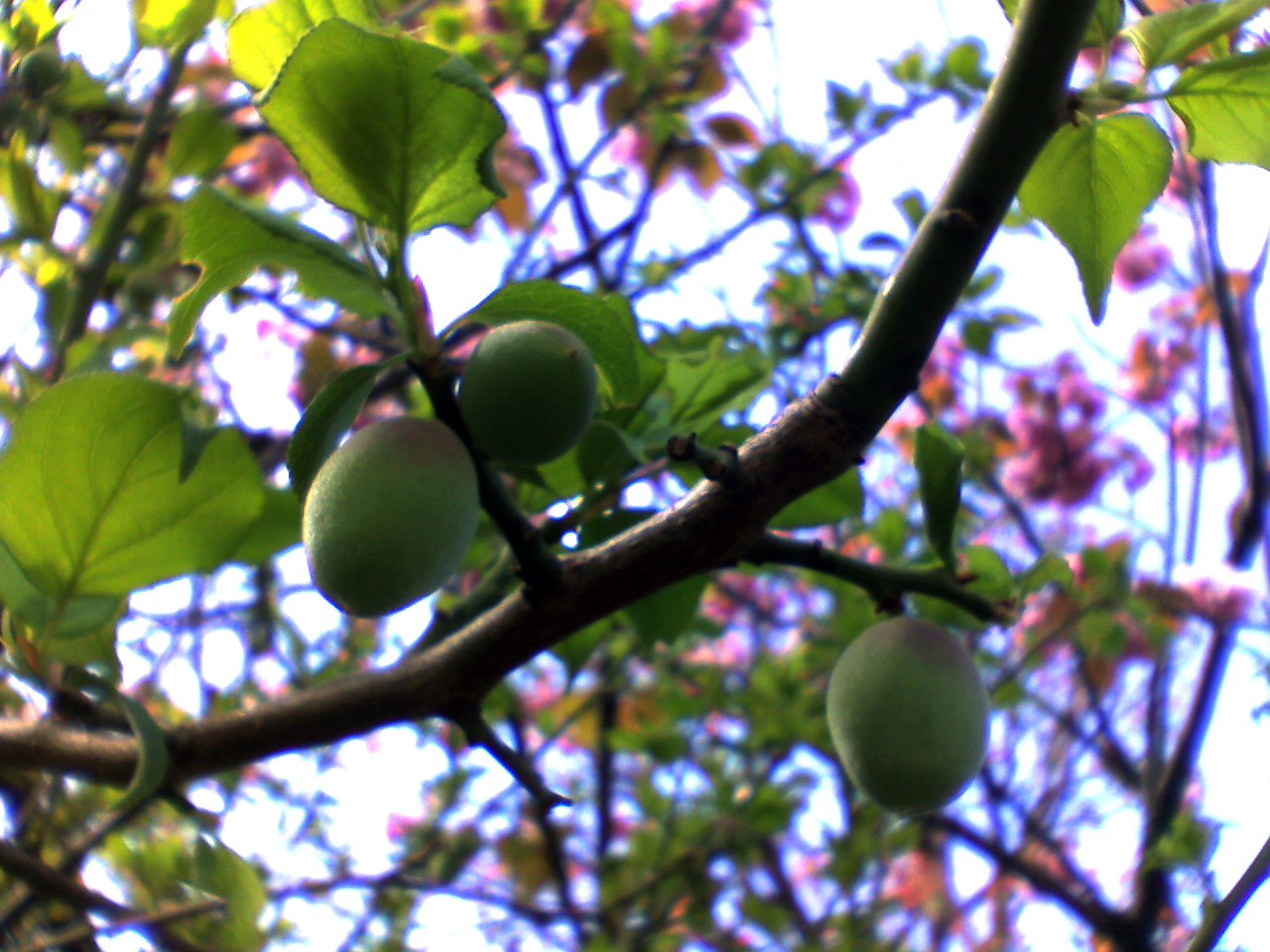 apanese apricot-Fruit.jpg