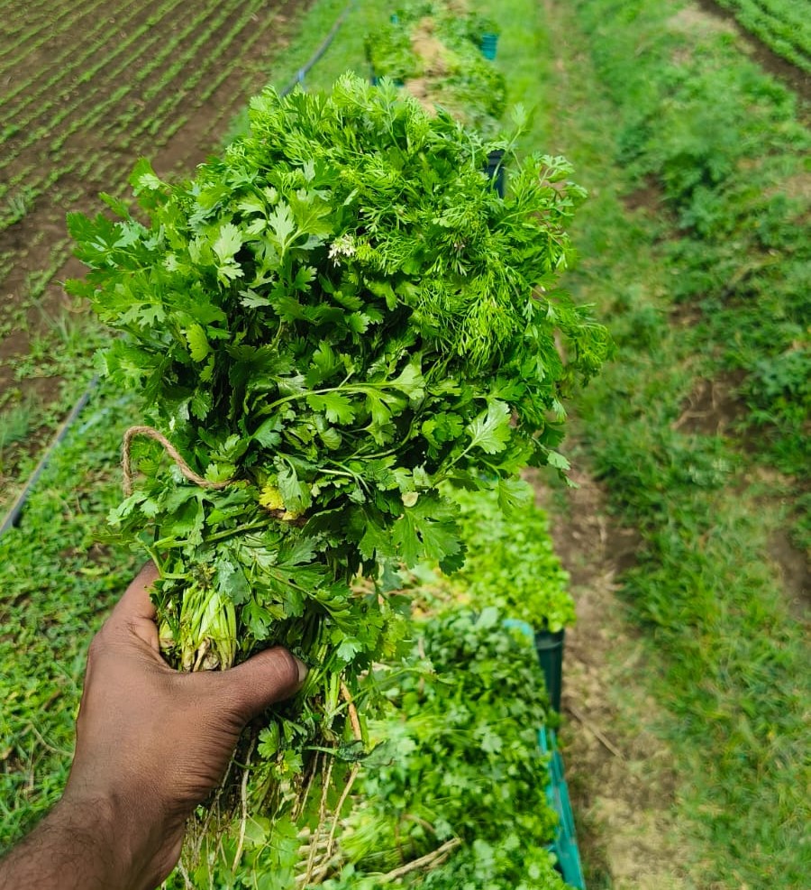 asti Coriander closeup.jpg