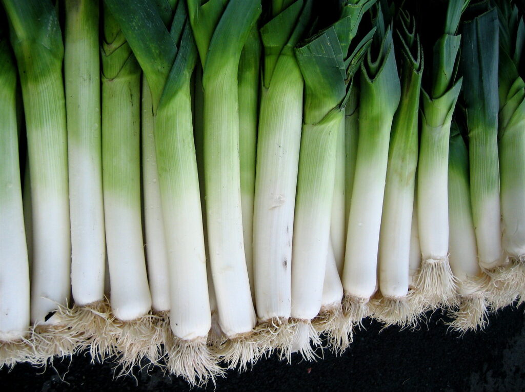 Close-up of a fresh bunch of leeks with vibrant green tops and white stalks.