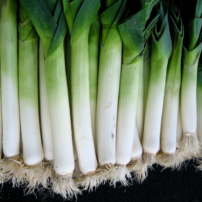 Close-up of a fresh bunch of leeks with vibrant green tops and white stalks.