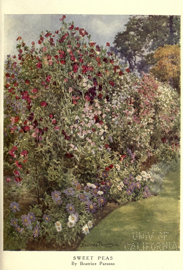weet Peas by Beatrice Parsons.jpg