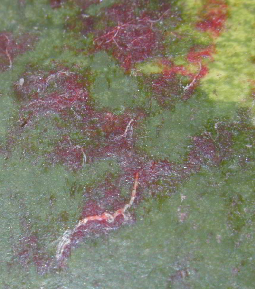 ampire watermelon closeup.jpg