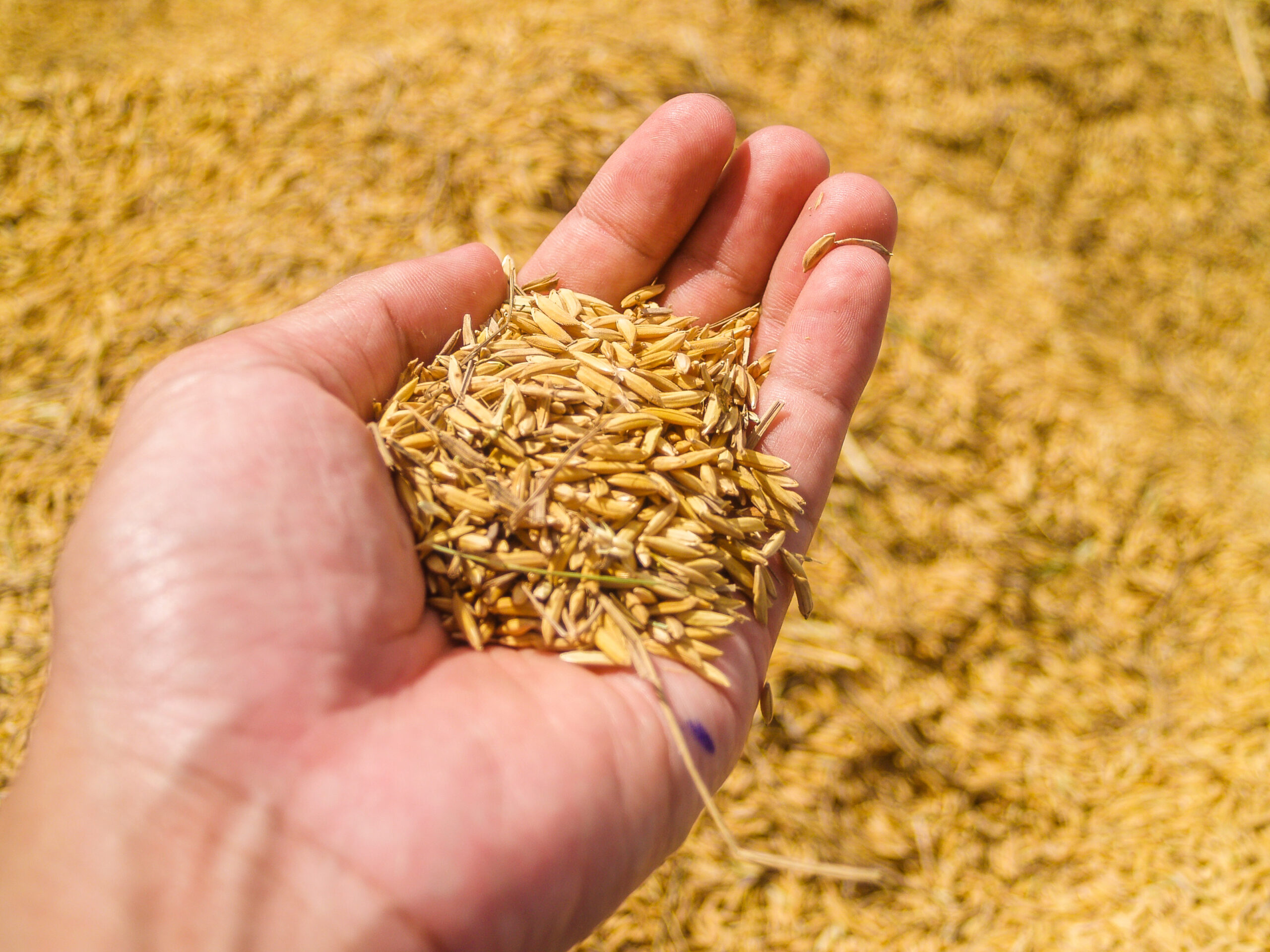 Wheat Germ: Energizing Benefits