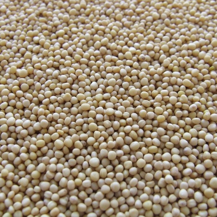 Mustard Seeds