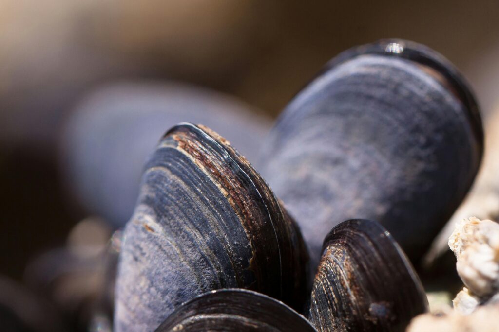 Close up of fresh Mussels