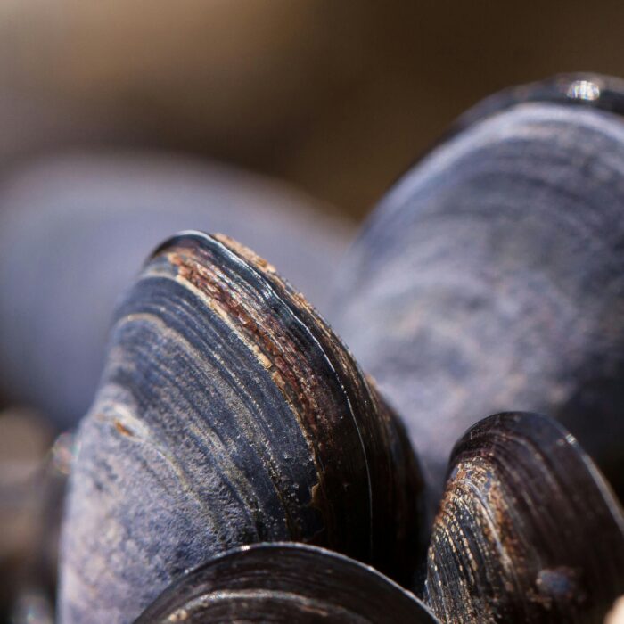 Close up of fresh Mussels