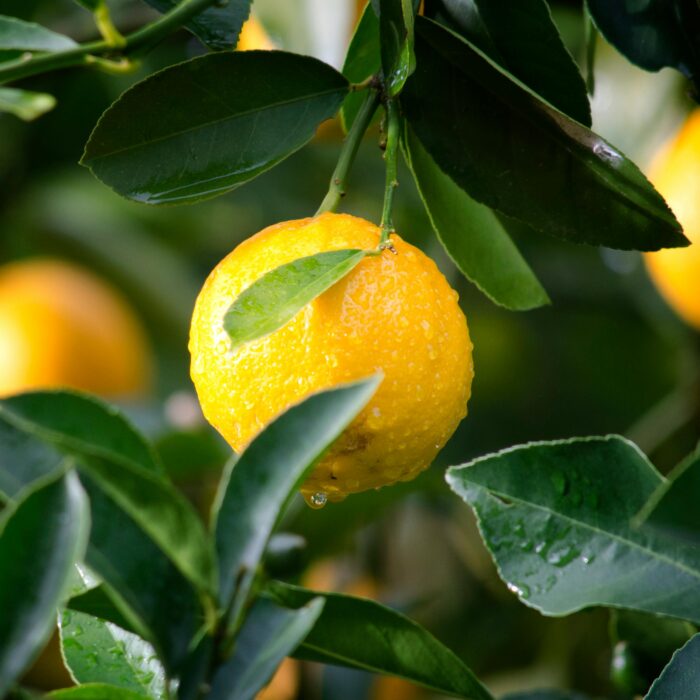 Shallow Focus Photography of Yellow Lime With Green Leaves