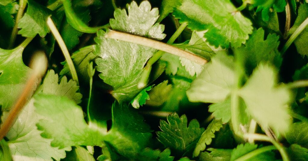 Coriander / Cilantro: Versatile Ingredient