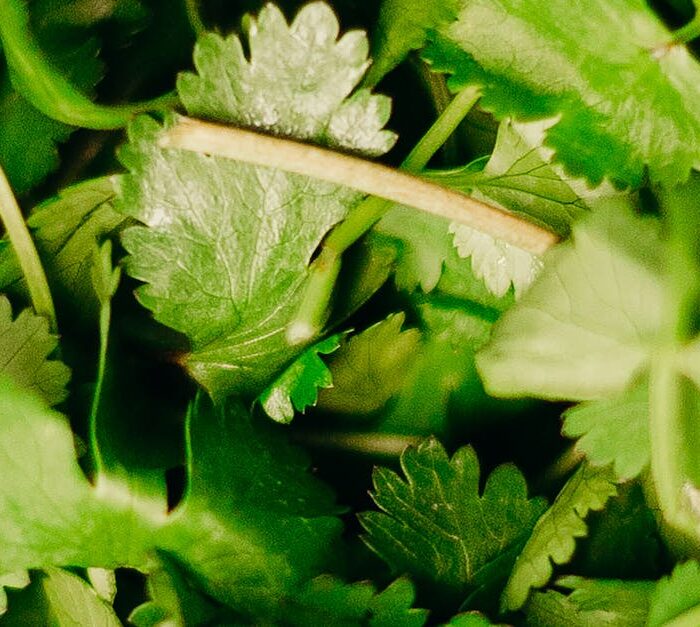 Coriander / Cilantro: Versatile Ingredient