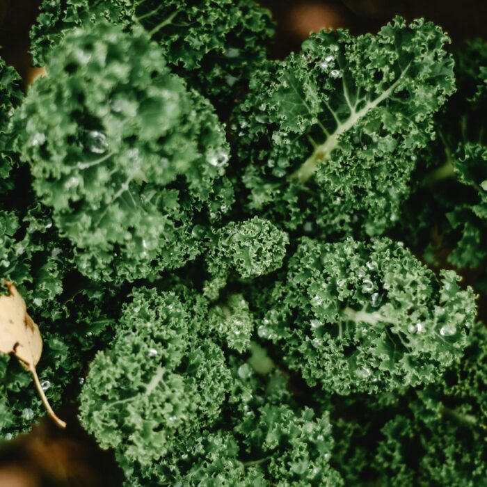 Green Plant in Close Up Photography