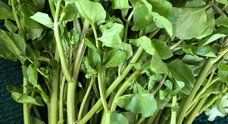 Watercress