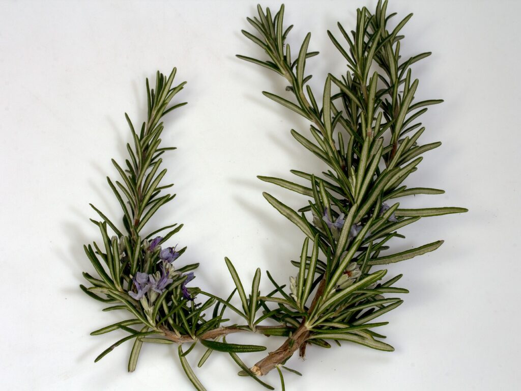 branch, rosemary, blossom