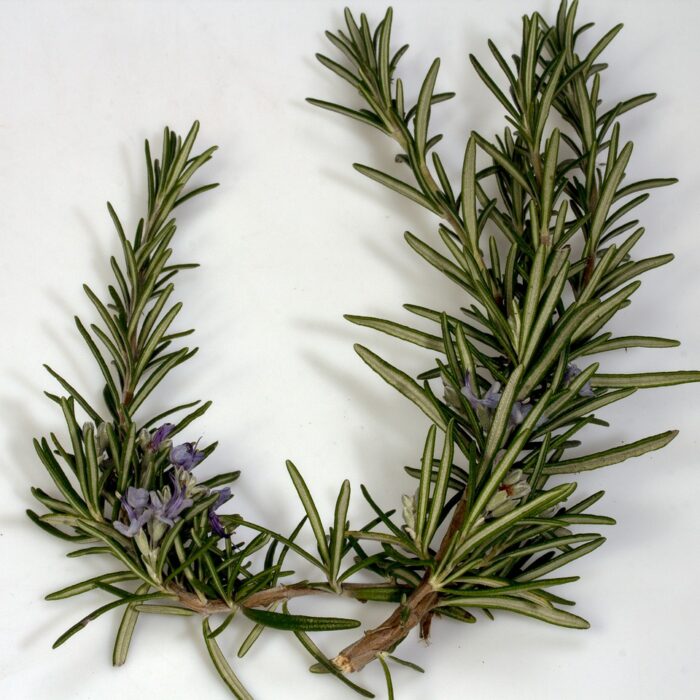 branch, rosemary, blossom