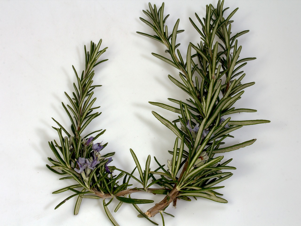 Rosemary: Fresh Memories