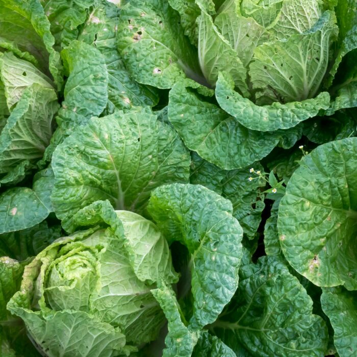 Bunch of Bok Choi