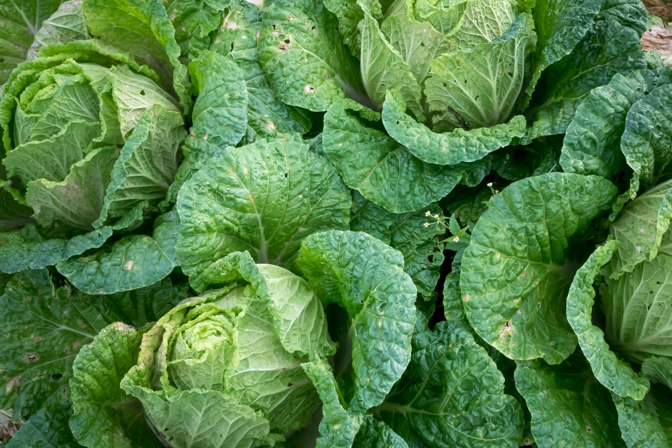 Cabbage: Remove Toxins