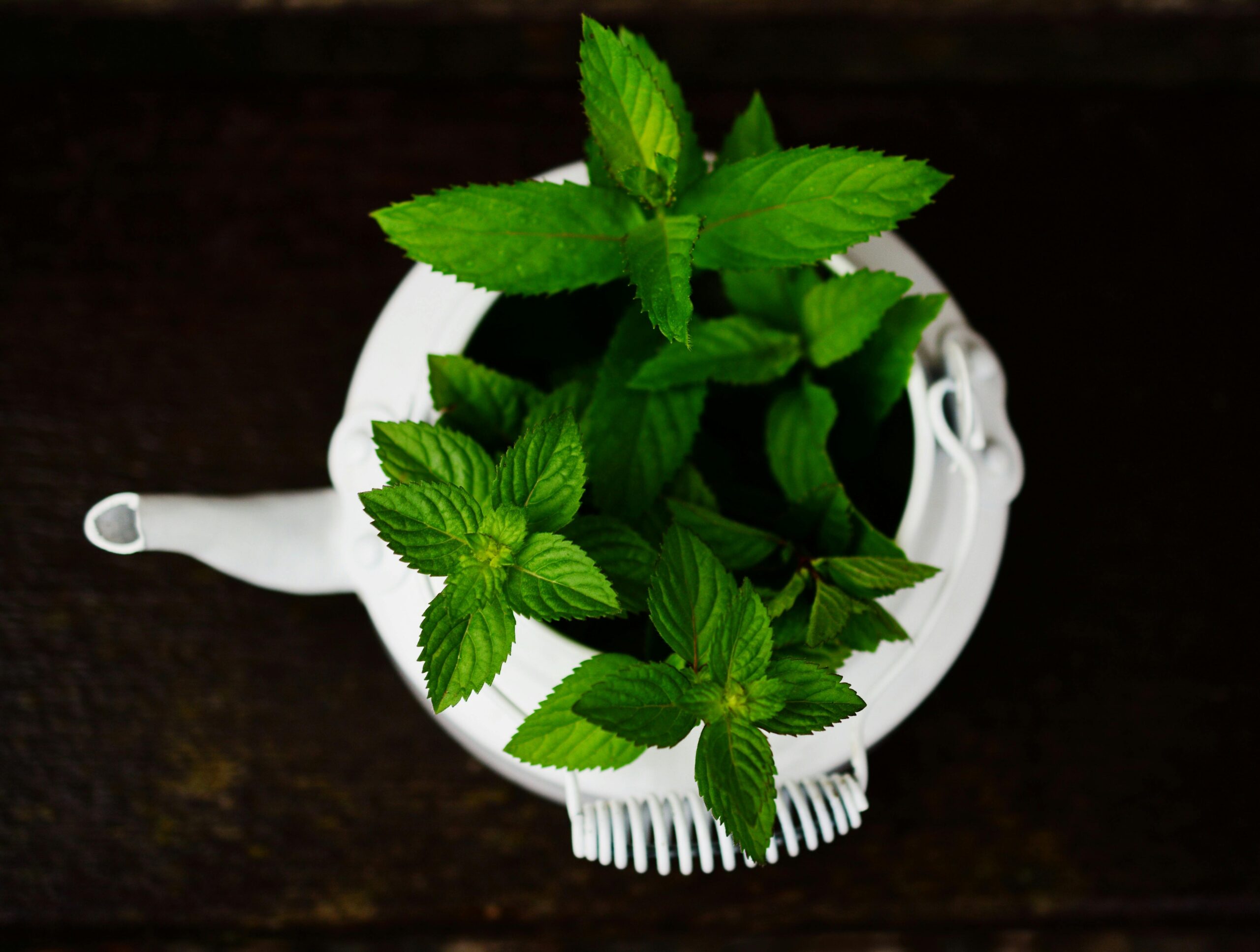 Peppermint Leaves growing