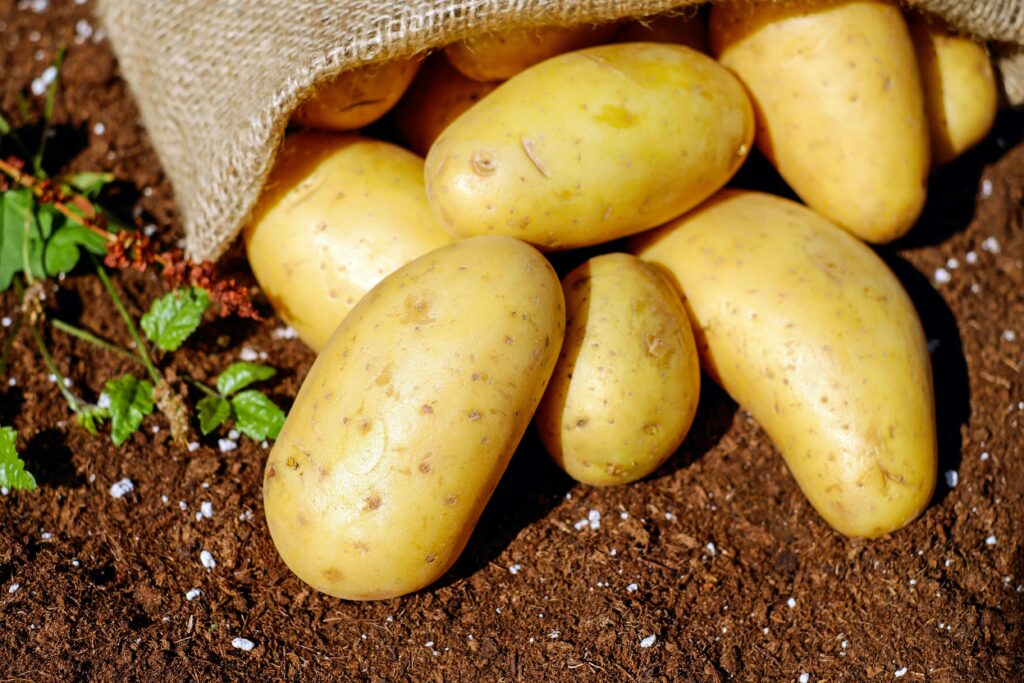 A plie of potatoes falling out of a sack on top of soil