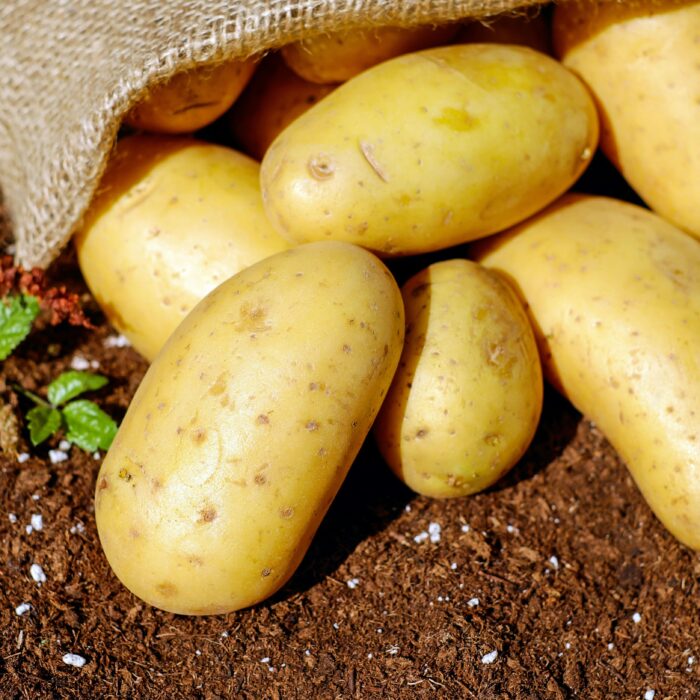 A plie of potatoes falling out of a sack on top of soil