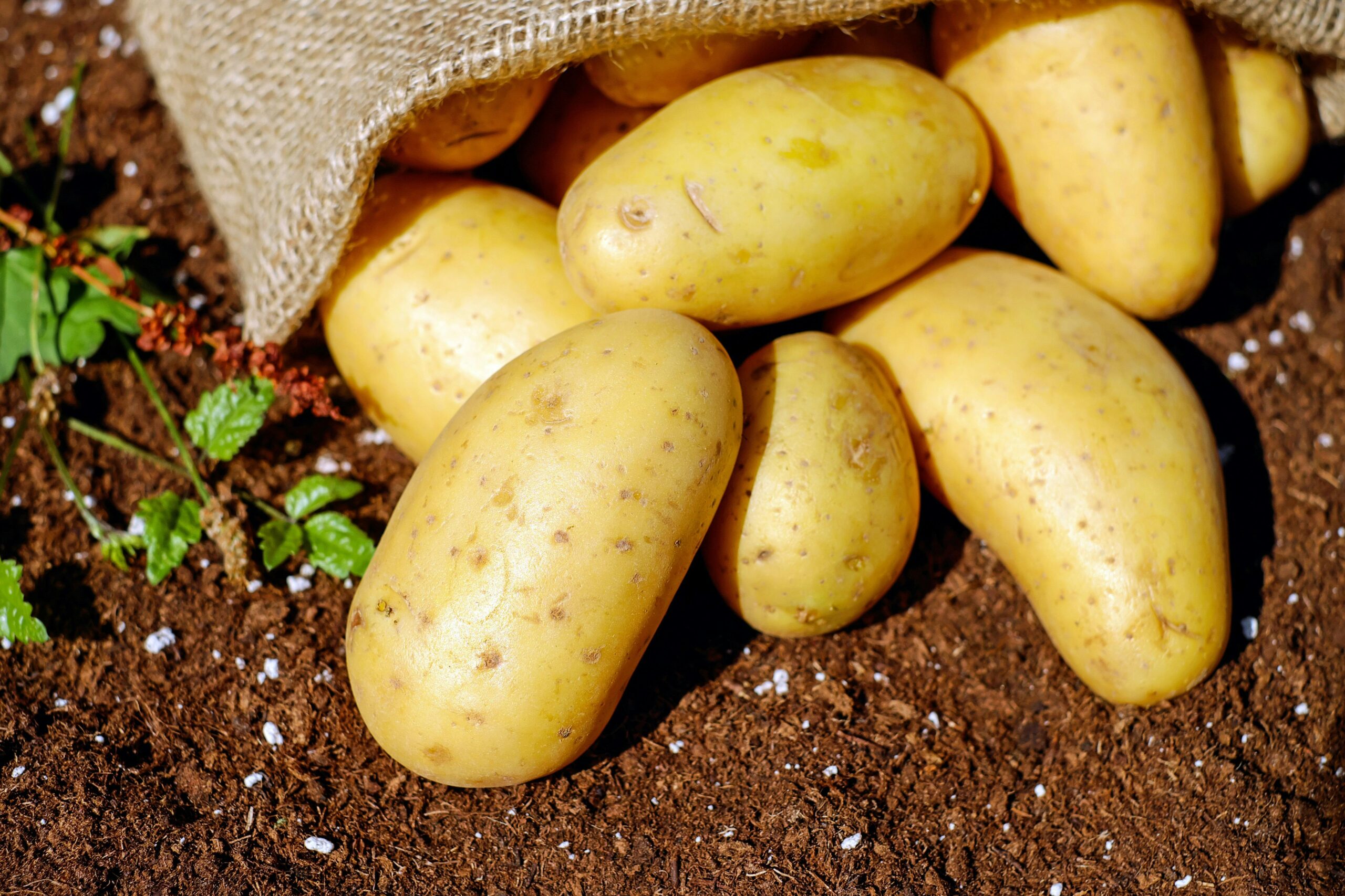 Potato: This Staple Vegetable