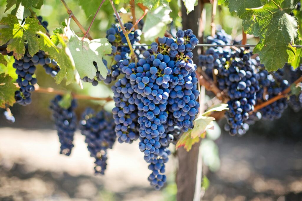 Purple grapes in vineyard