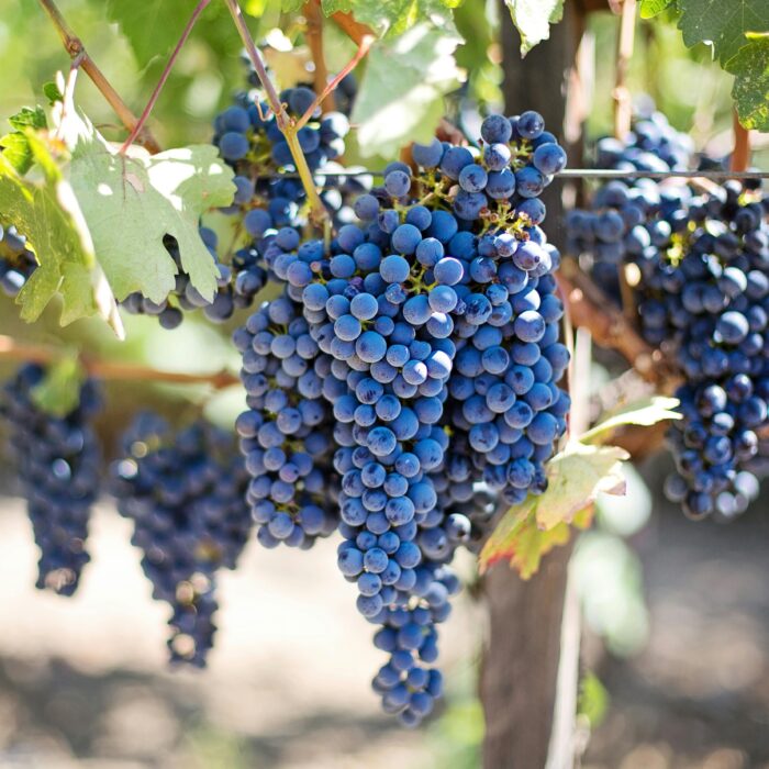 Purple grapes in vineyard