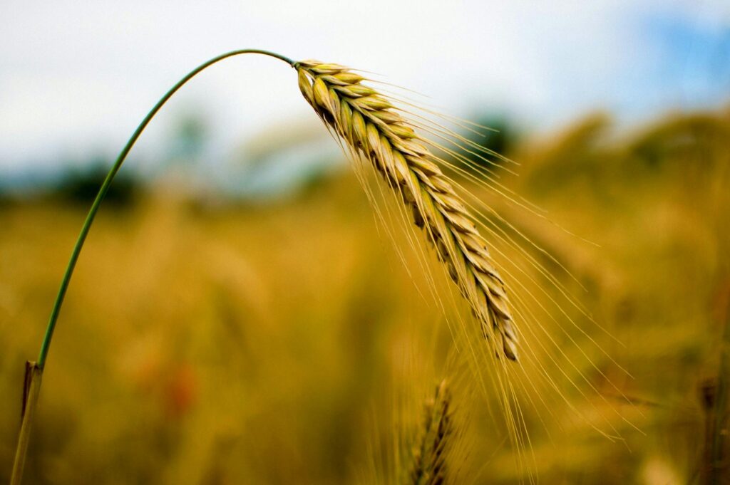 Close Up Photography of Rye Wheat