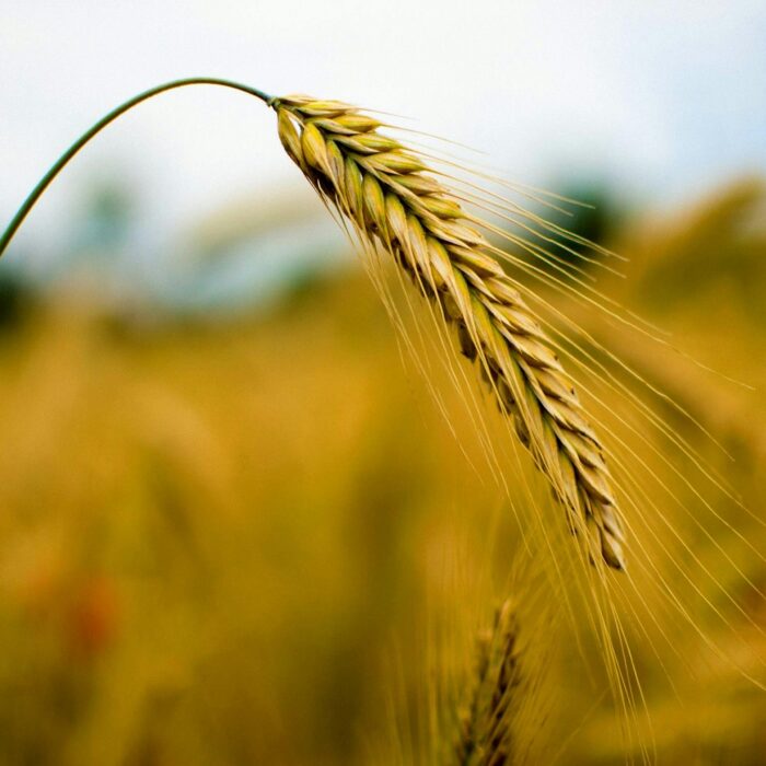 Close Up Photography of Rye Wheat