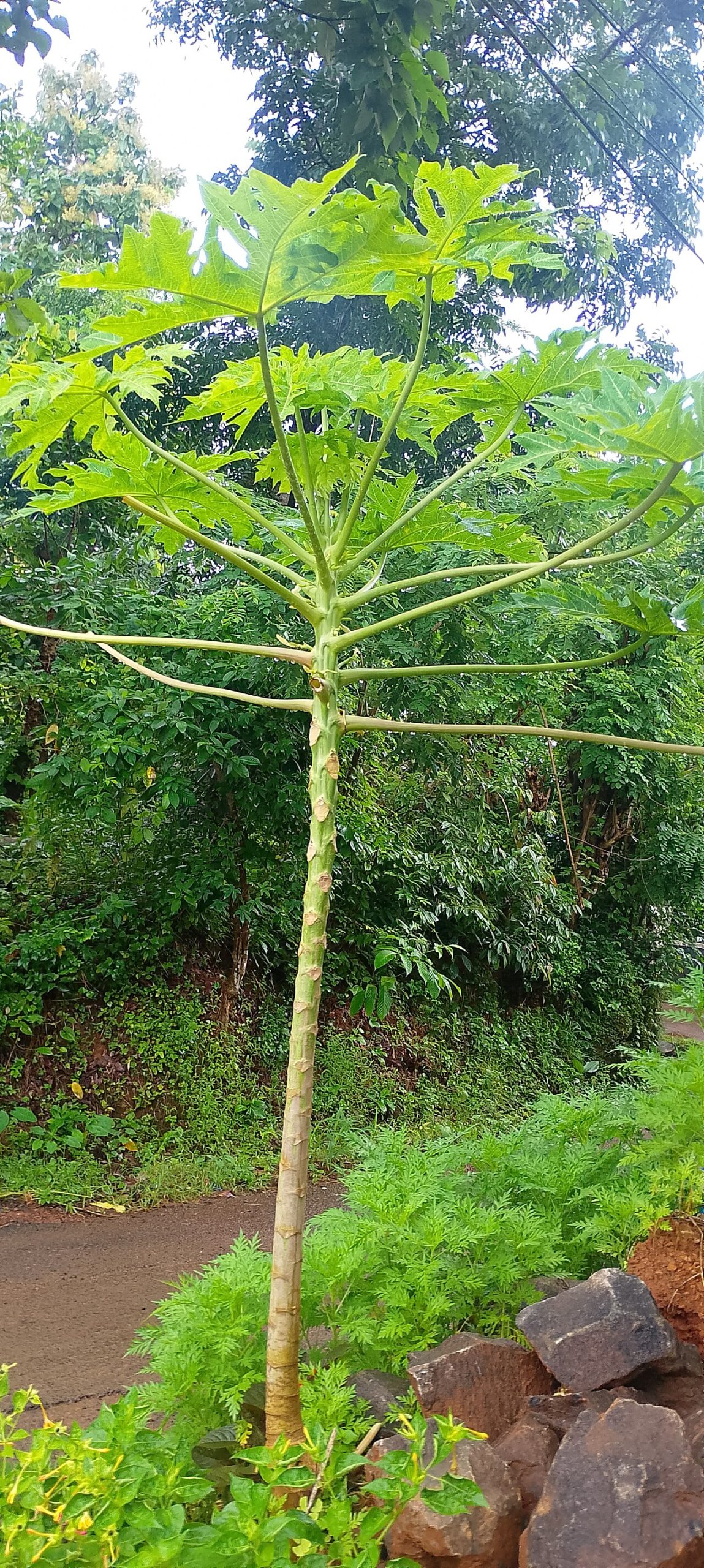 apaya tree (Carica papaya) in Kerala.jpg