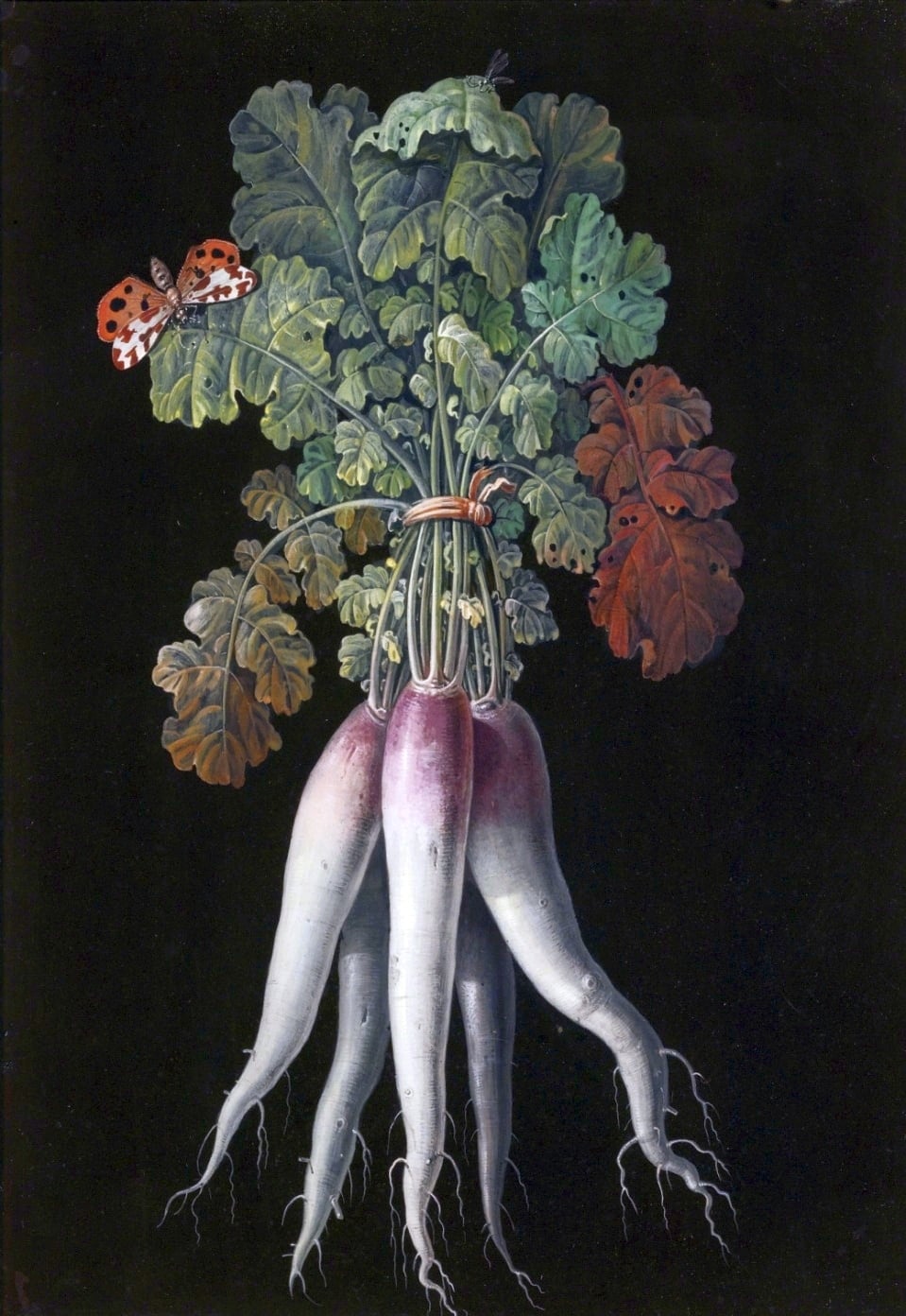 arbara Regina Dietsch Radishes.jpg